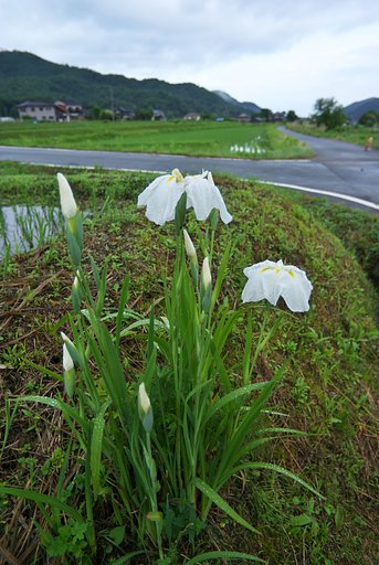 他の畦に植えられたアヤメ