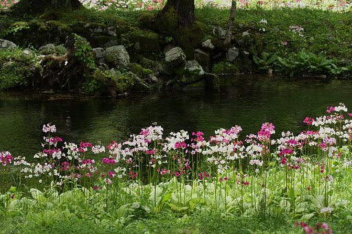 日光千手ヶ原のクリンソウ