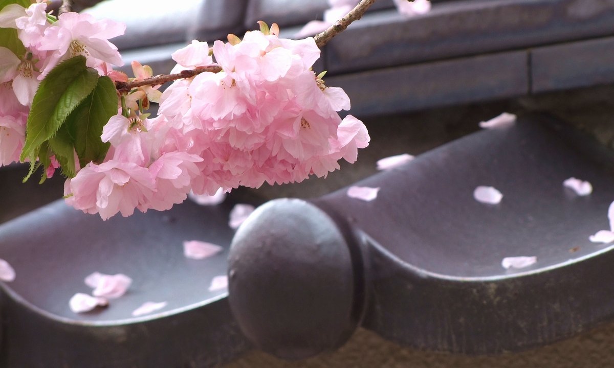 桜３