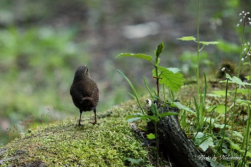 日光の鳥さん④