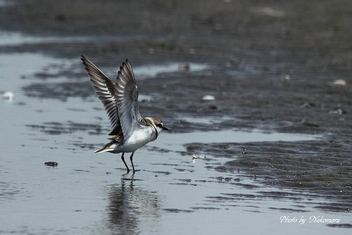 シロチドリ