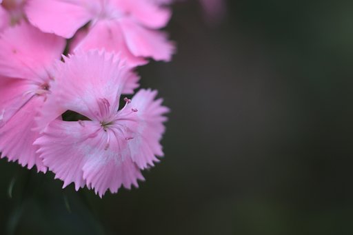 ピンクの花