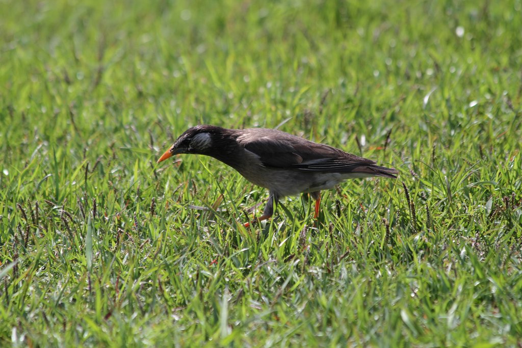 この鳥は・・・