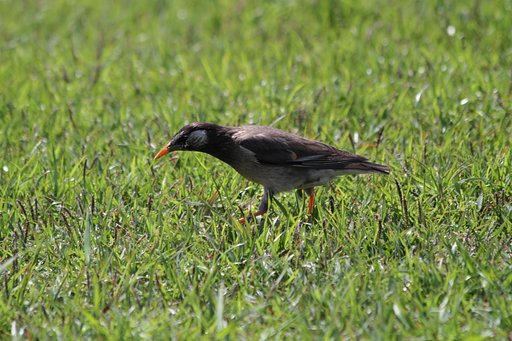 この鳥は・・・