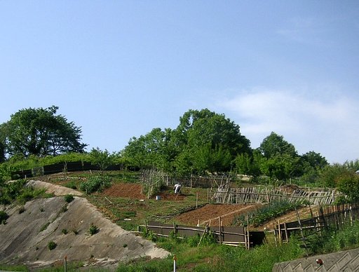 【生活の色】山の菜園