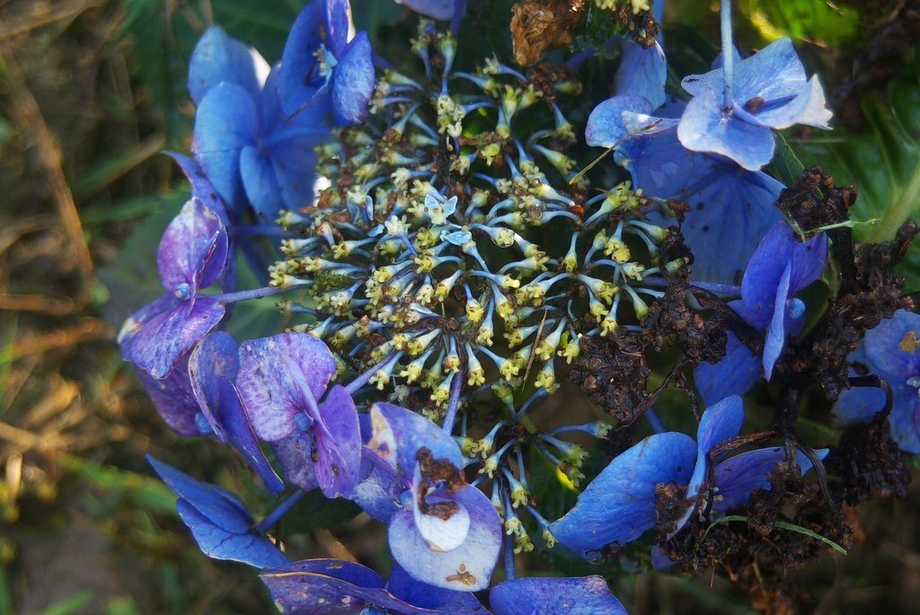 以前に植えたアジサイ