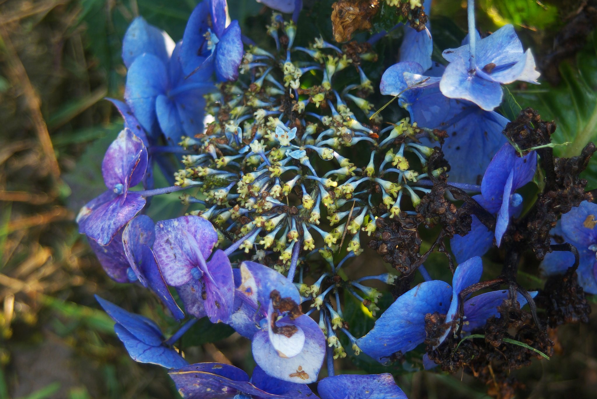以前に植えたアジサイ