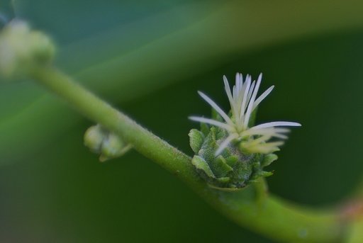 栗の雌花が少し大きく