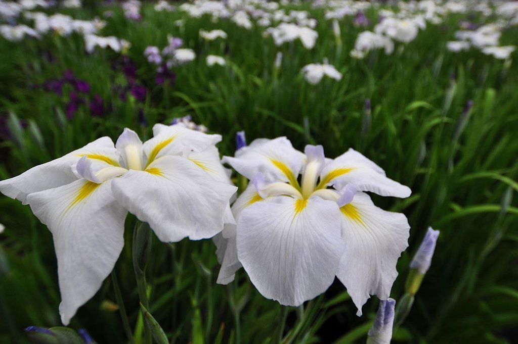 花菖蒲