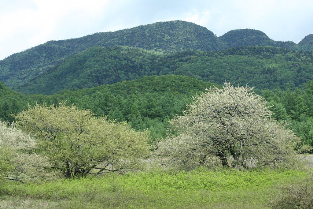 日光小田代原