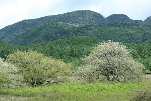 日光小田代原