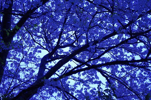 倉吉　雨の桜