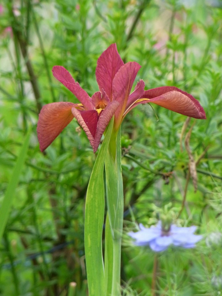 茶菖蒲