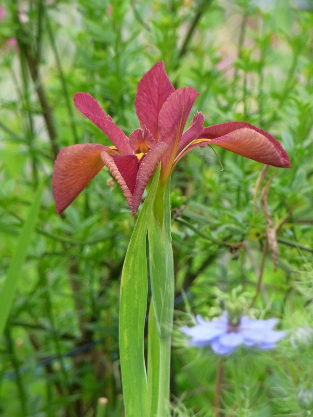 茶菖蒲