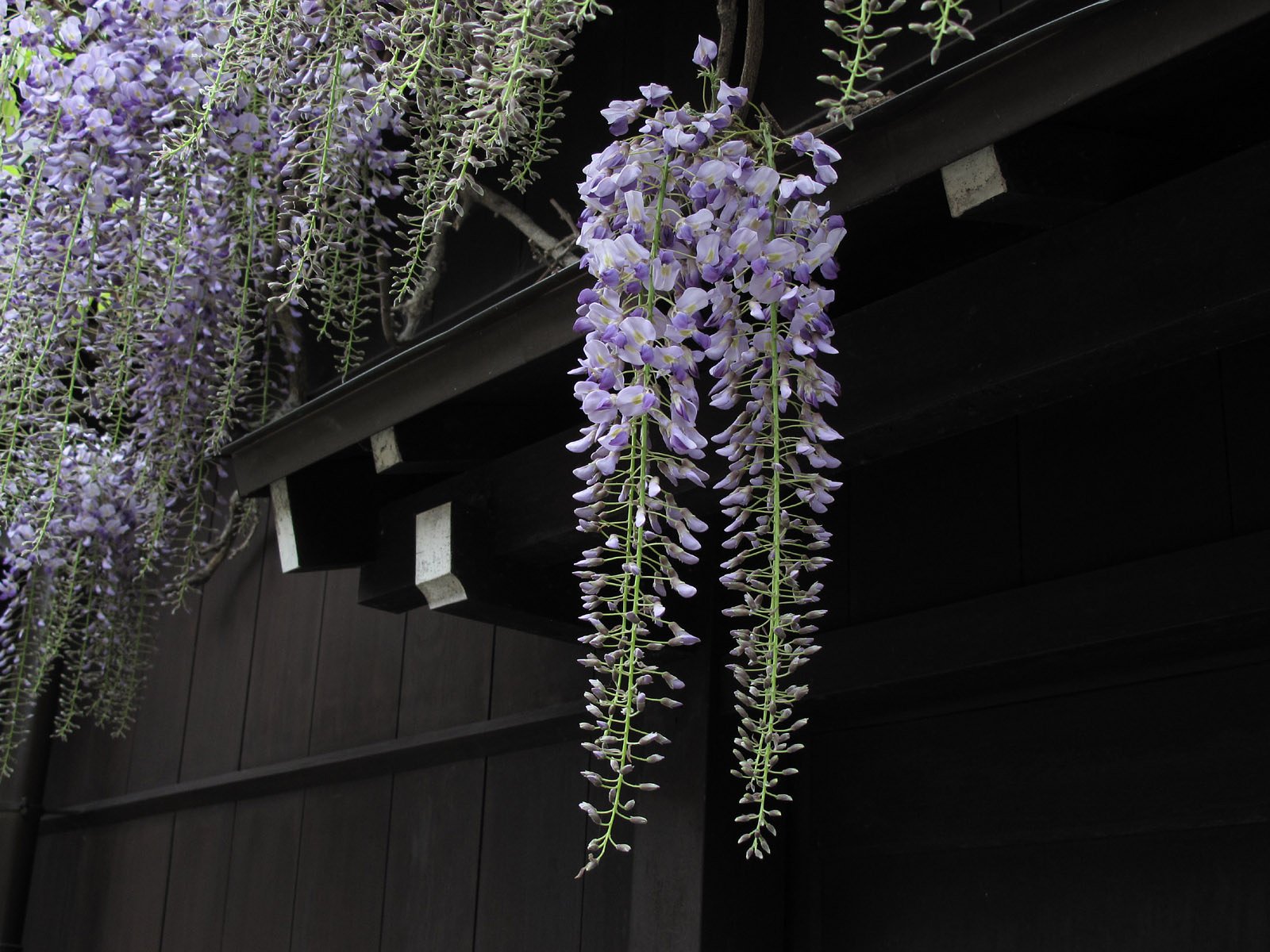 [清和]古い町並の藤の花