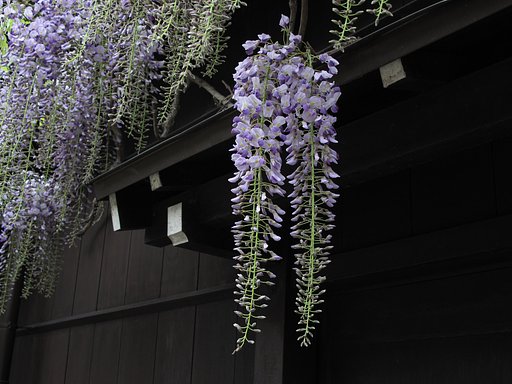 [清和]古い町並の藤の花