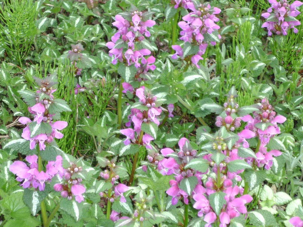 紫花