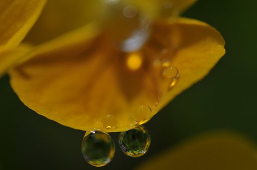 花びら上のサイエンス