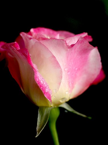 薔薇２