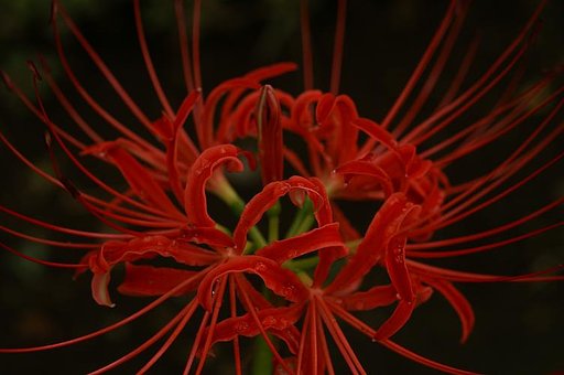 曼珠紗華