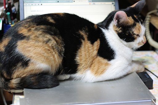 猫とPC