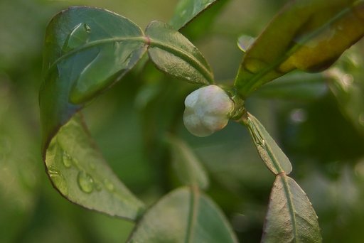 スダチ5号の花