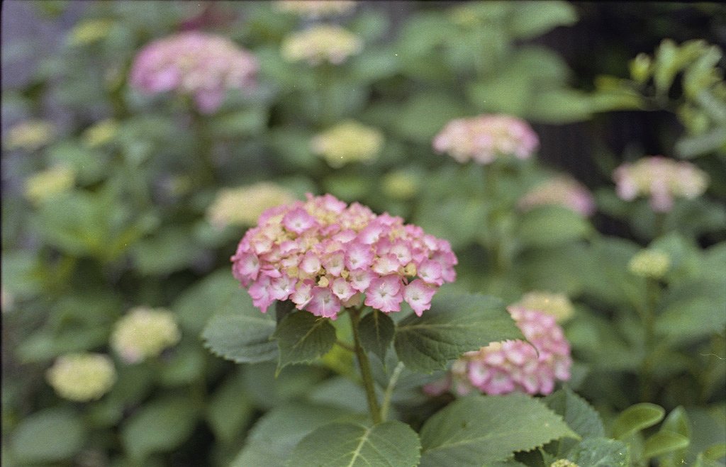 街角に咲く紫陽花