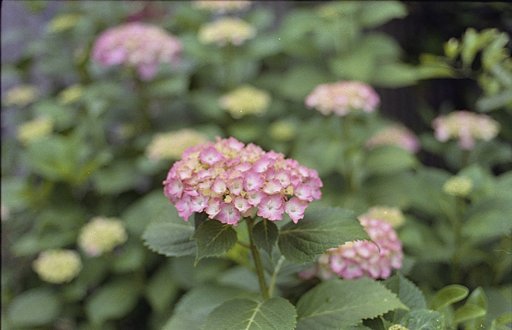 街角に咲く紫陽花