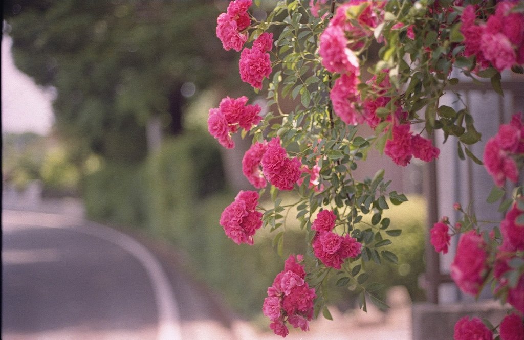 薔薇