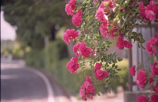 薔薇