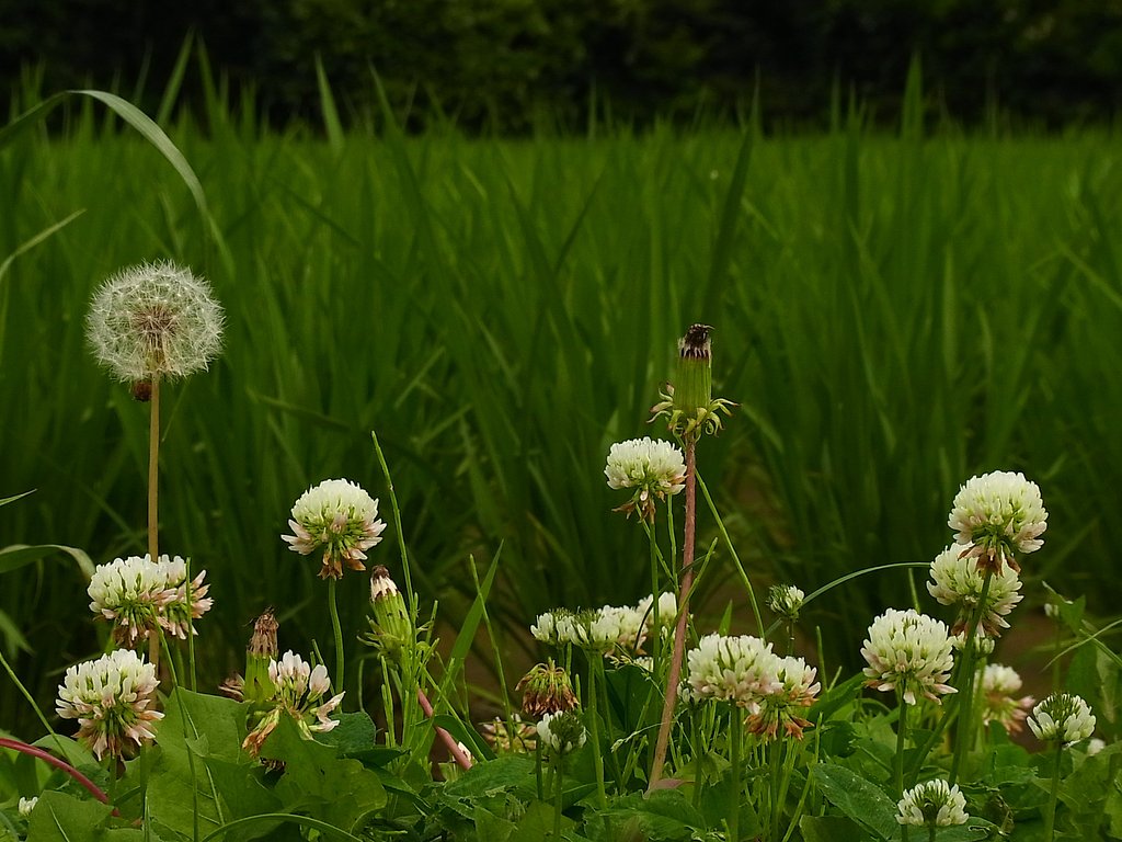 畦道の野花