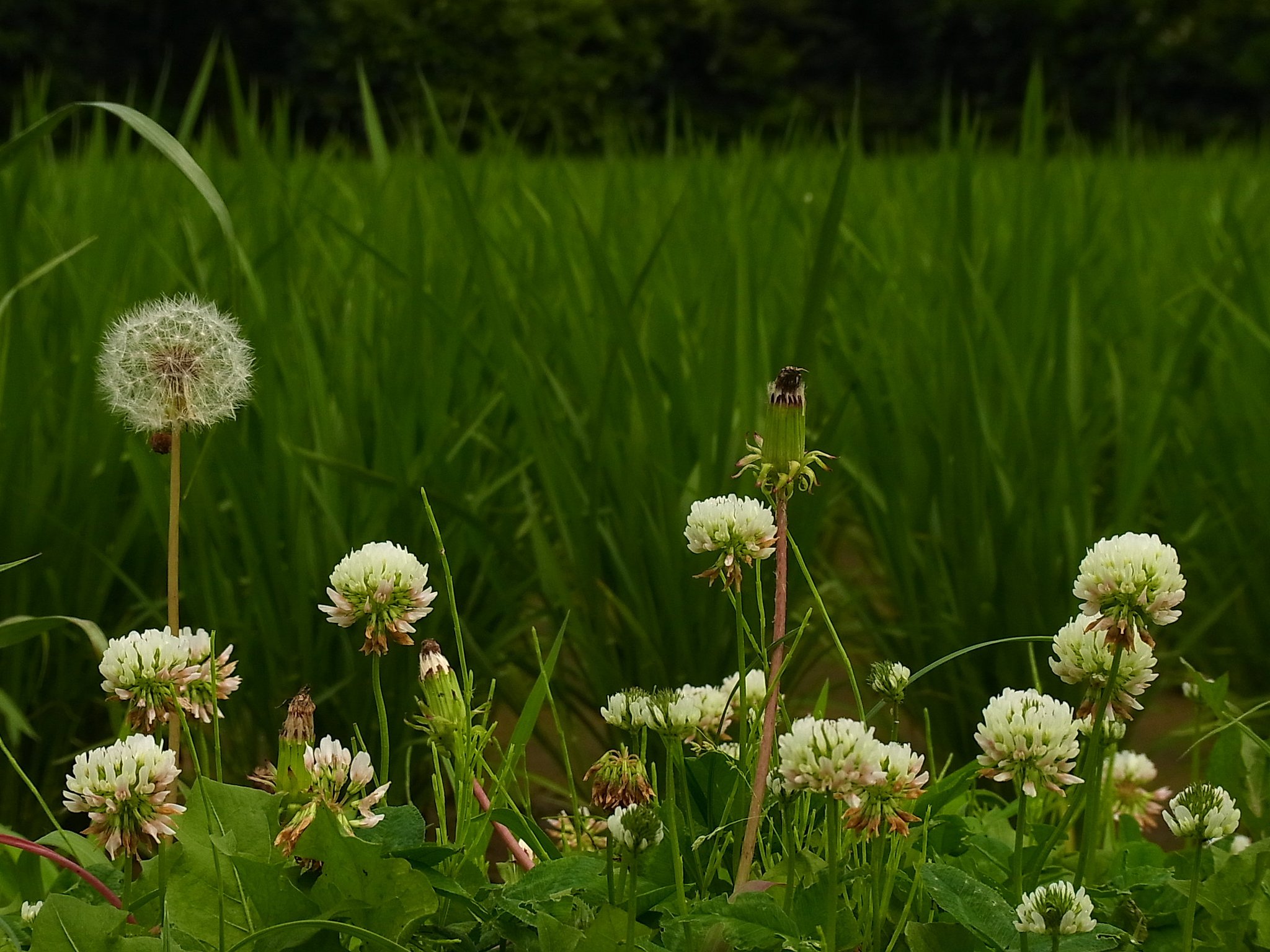 畦道の野花