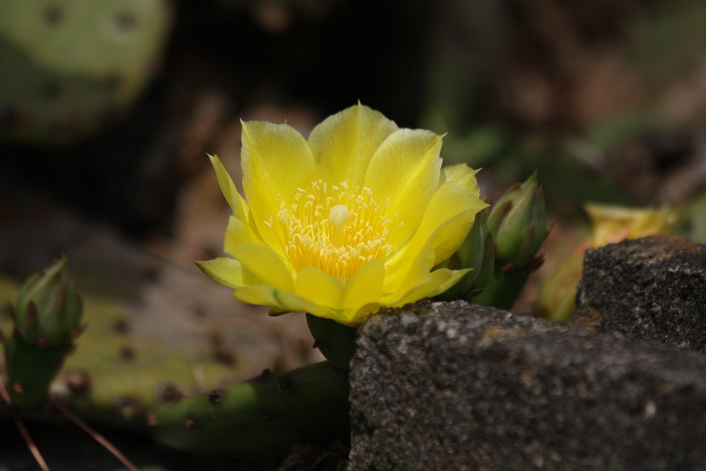 サボテンの花