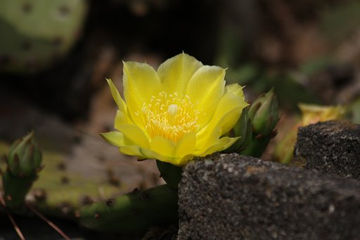 サボテンの花