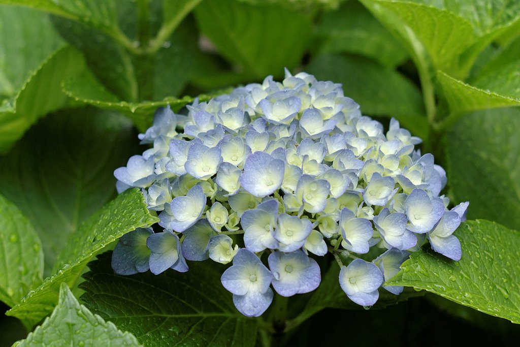 紫陽花にはやはり雨が似合う