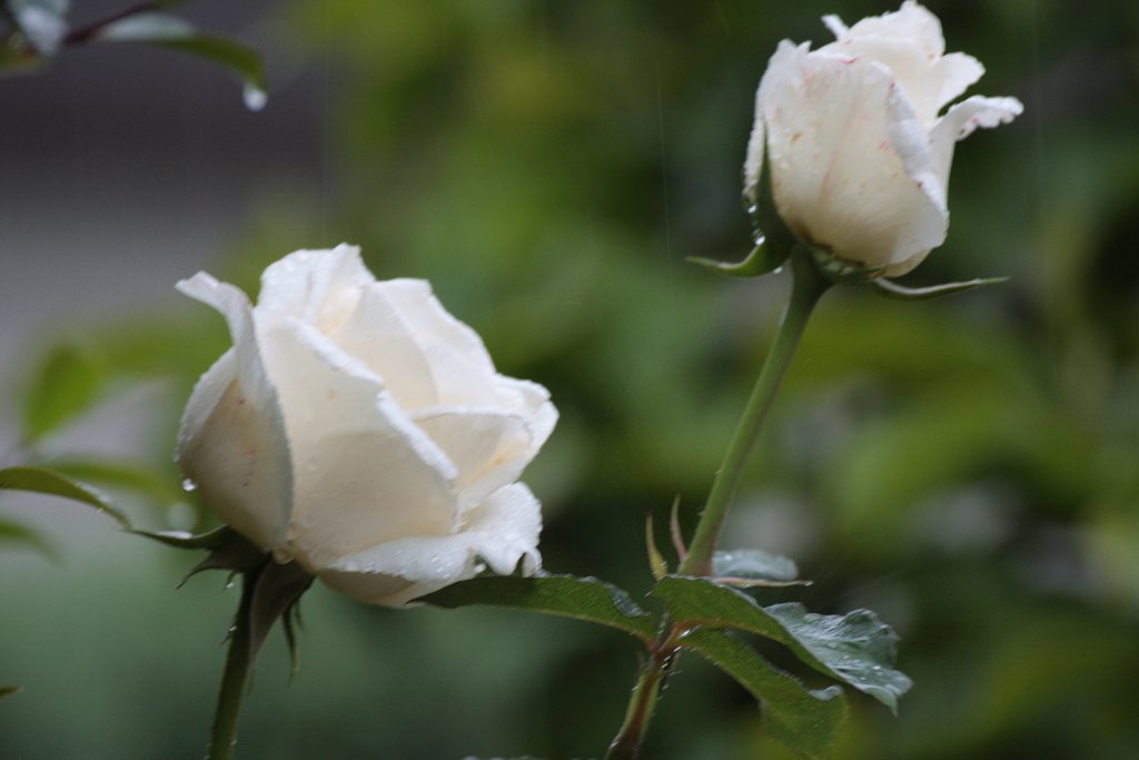 雨中の薔薇