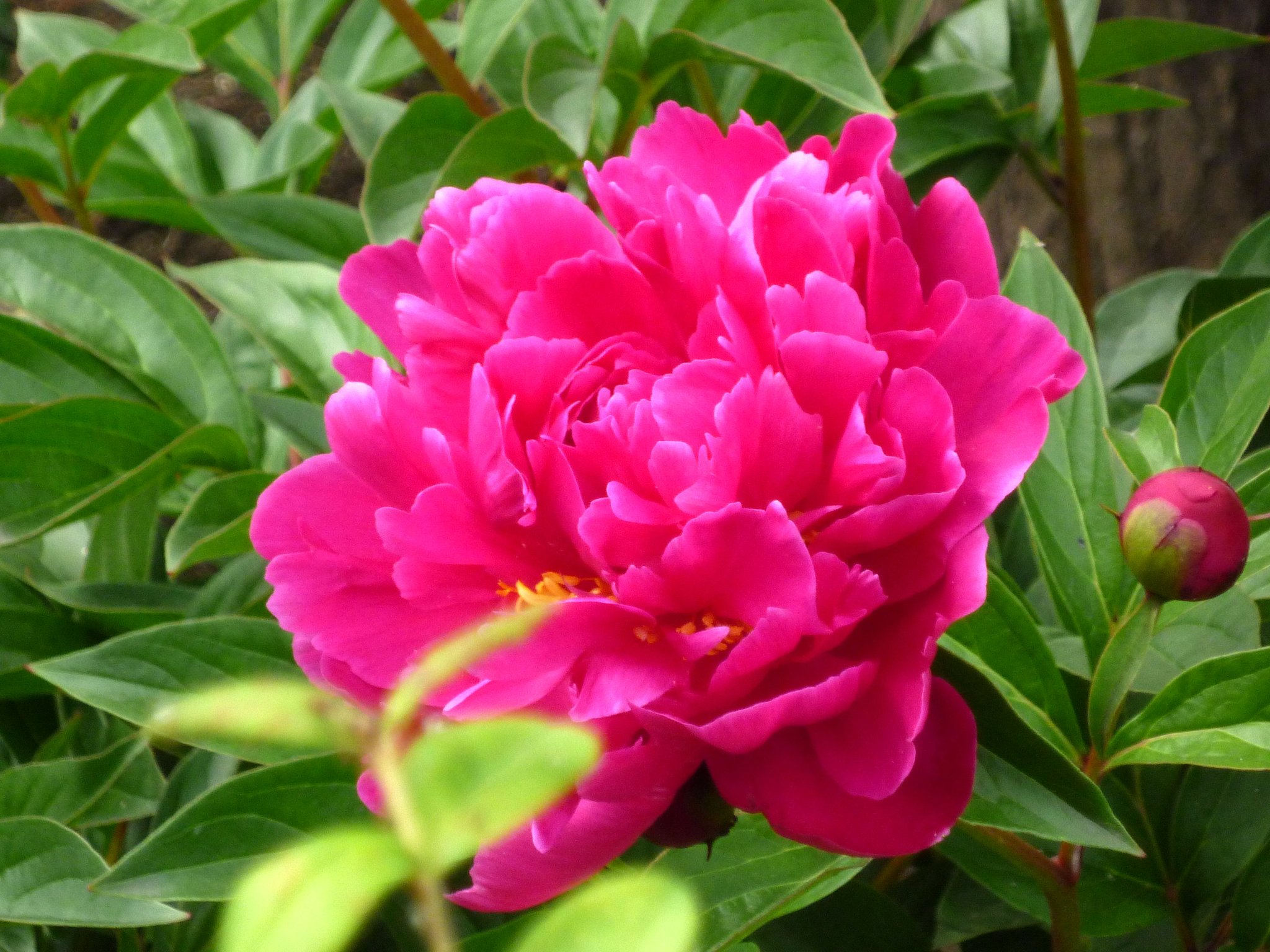 芍薬