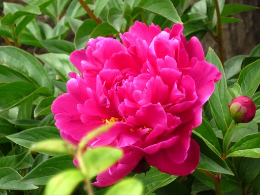 芍薬