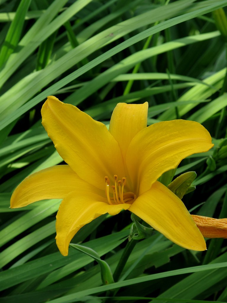 黄色い花