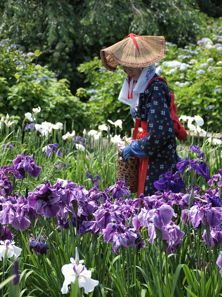 しょうぶの中に花一輪