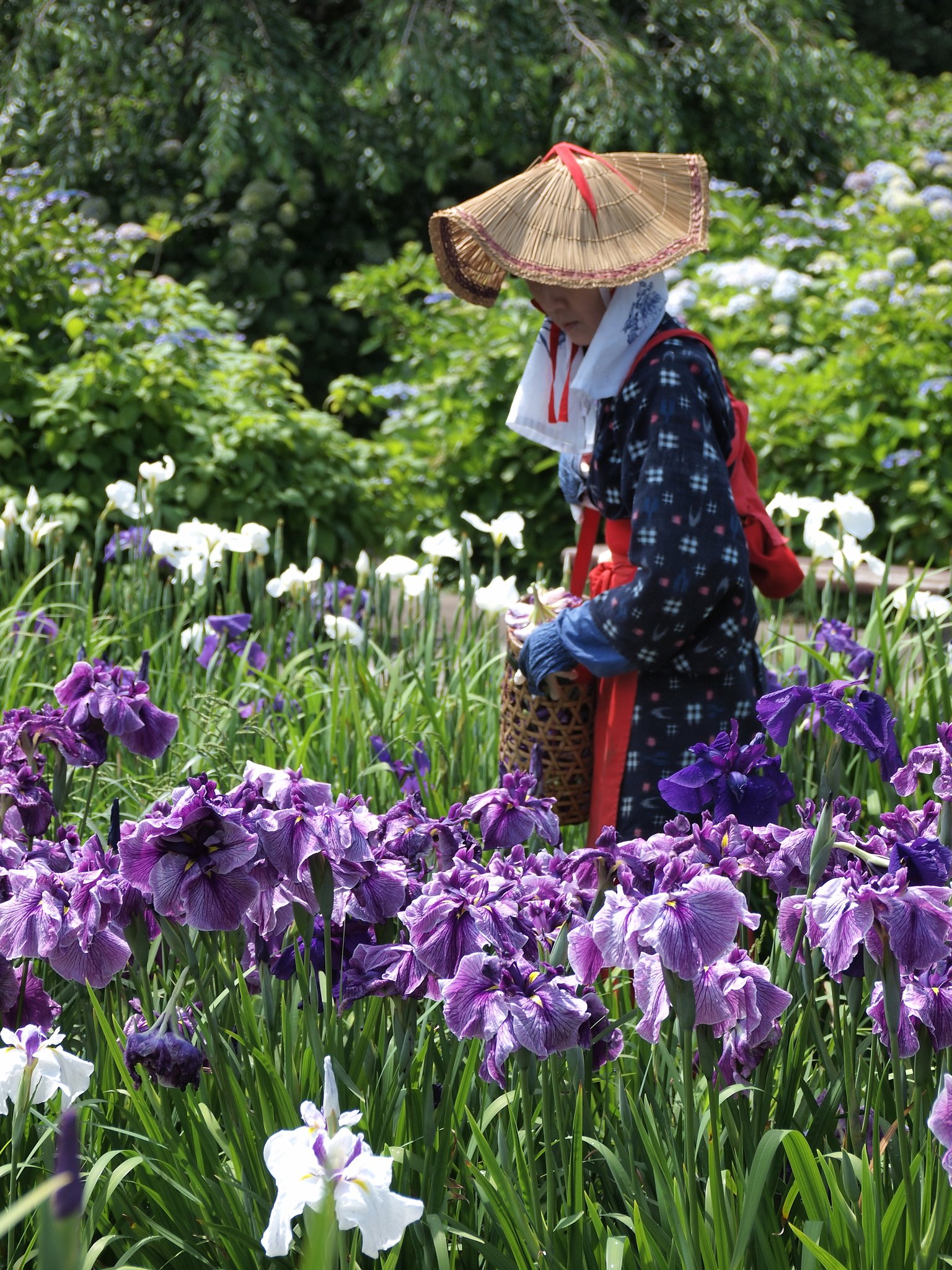 しょうぶの中に花一輪
