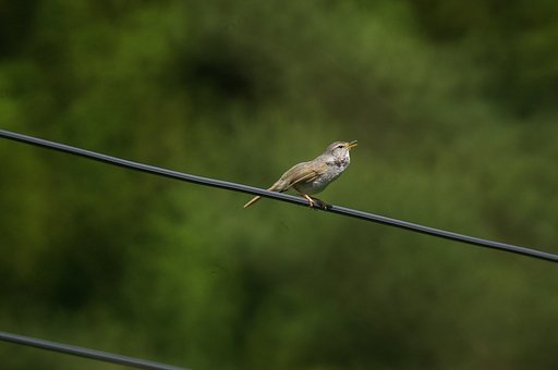 電線ウグイス