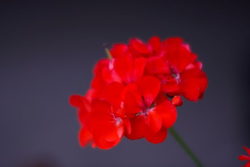 偽の色