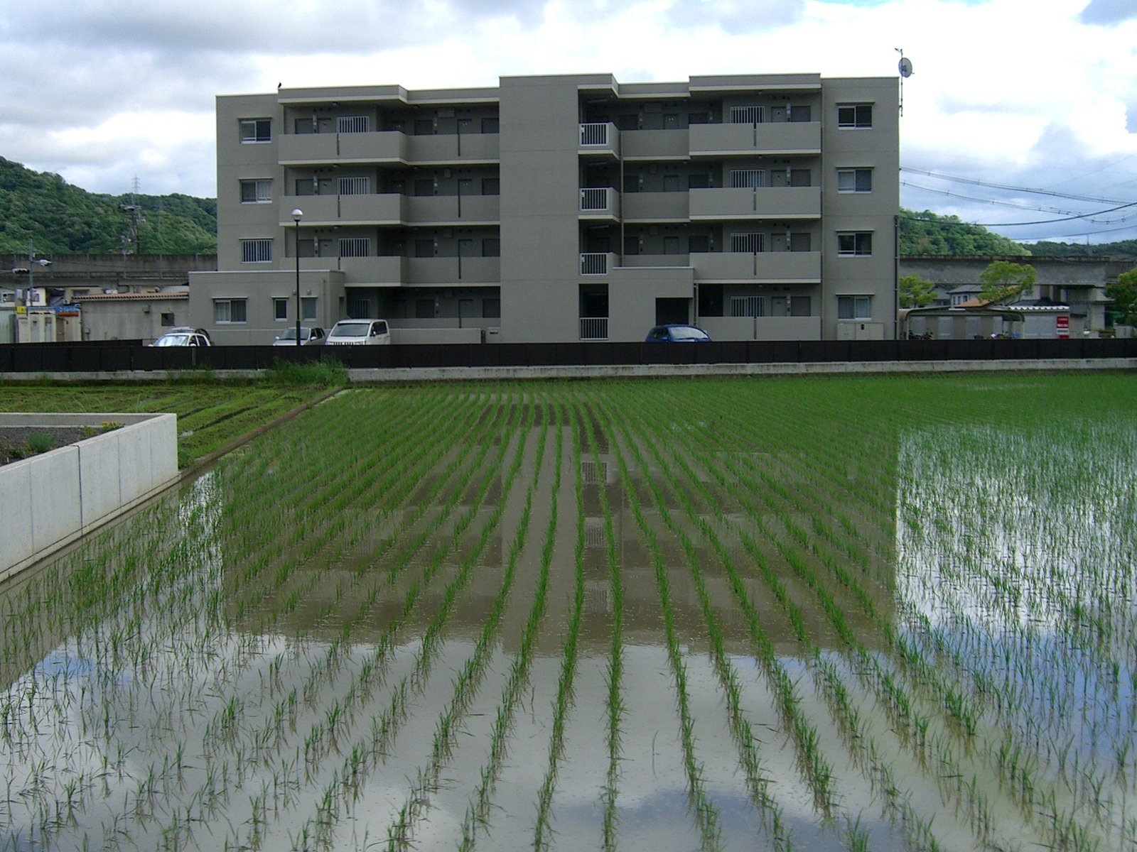 水田