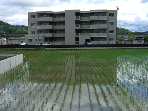 水田