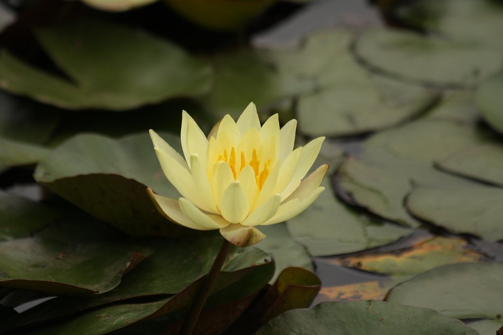 水戸植物公園の花