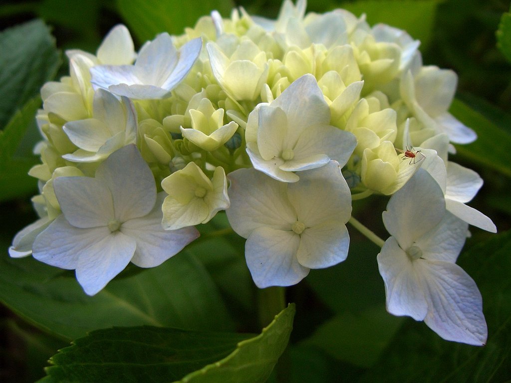 お客