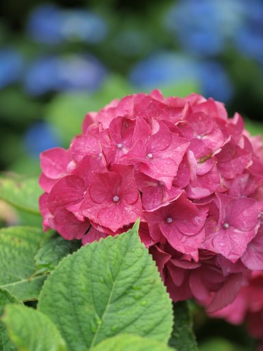 菖蒲園のアジサイ