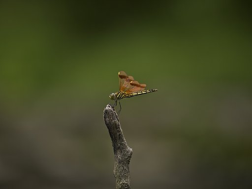 オビトンボ