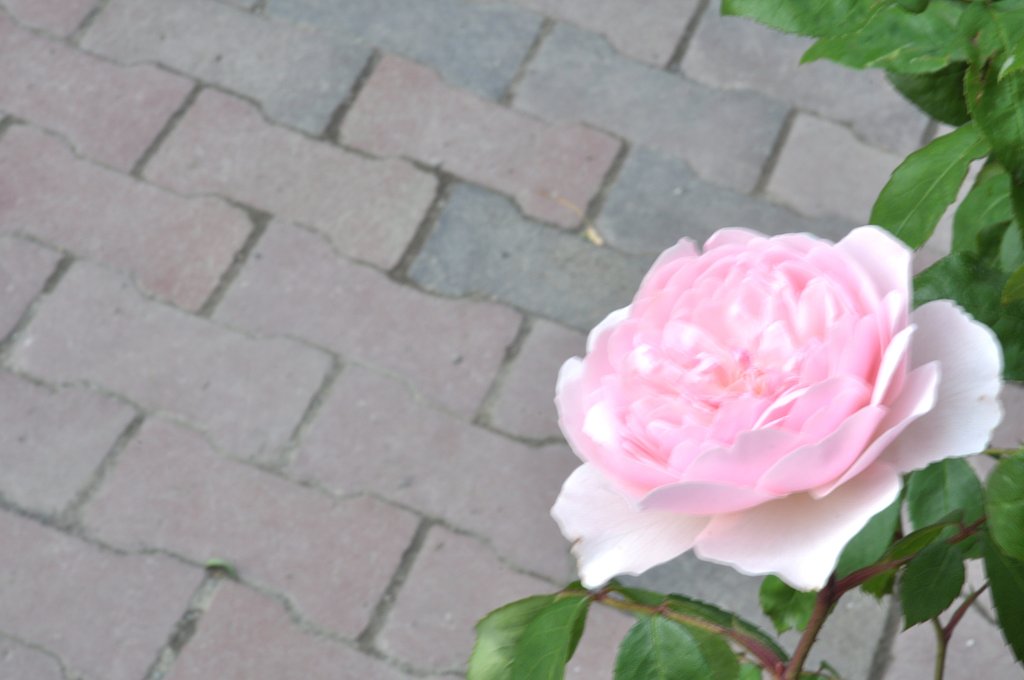 薔薇5